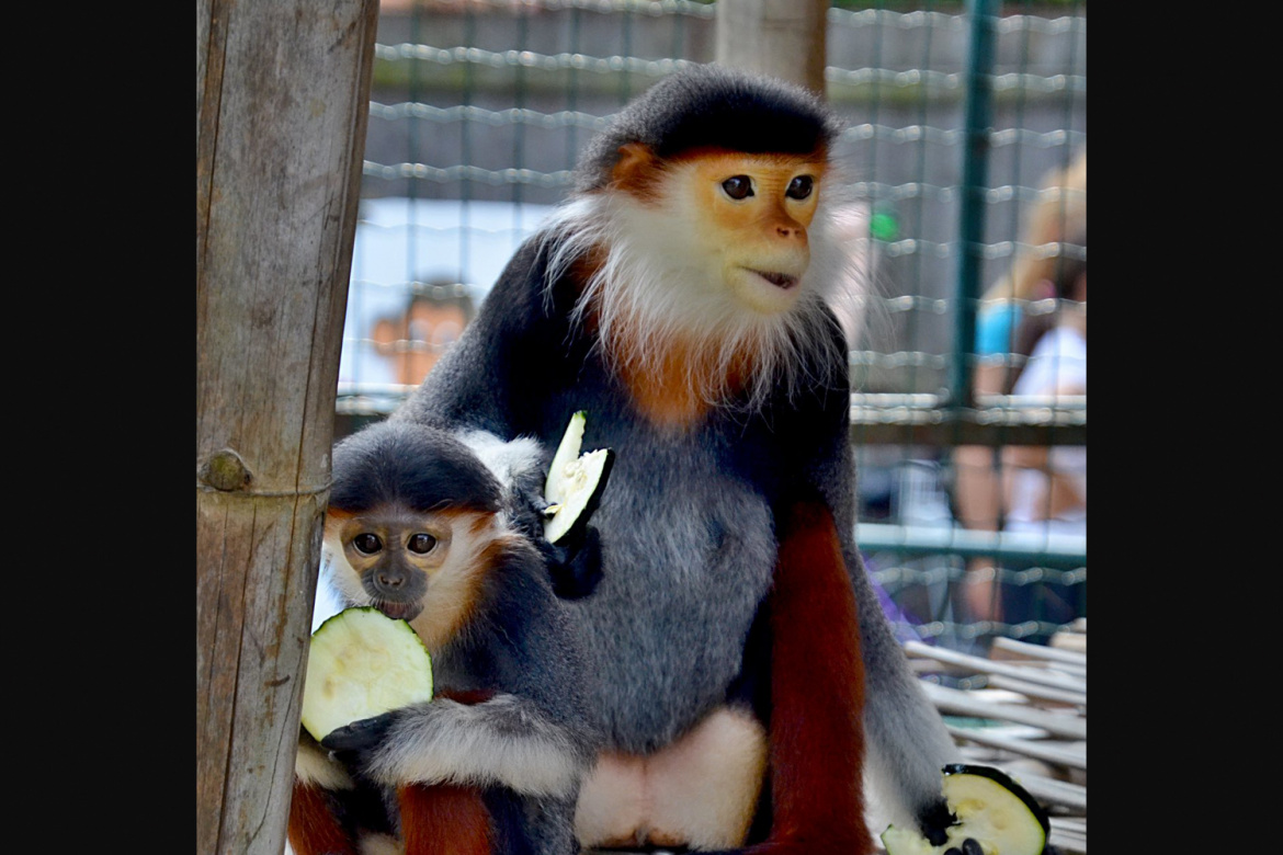 To jsou miláčkové! V Zoo Chleby na vás čekají tihle krasavci