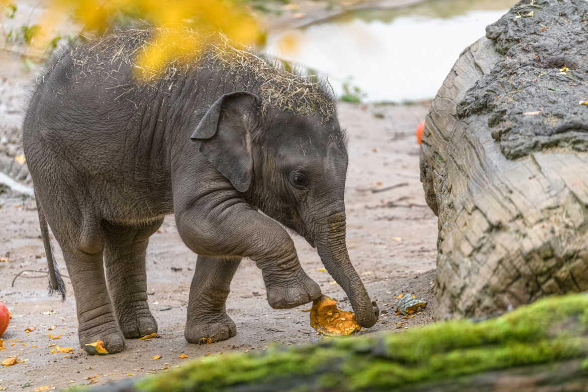 Podívejte se na mlsaly v Zoo Praha. Dýňové hody si užívají dosyta