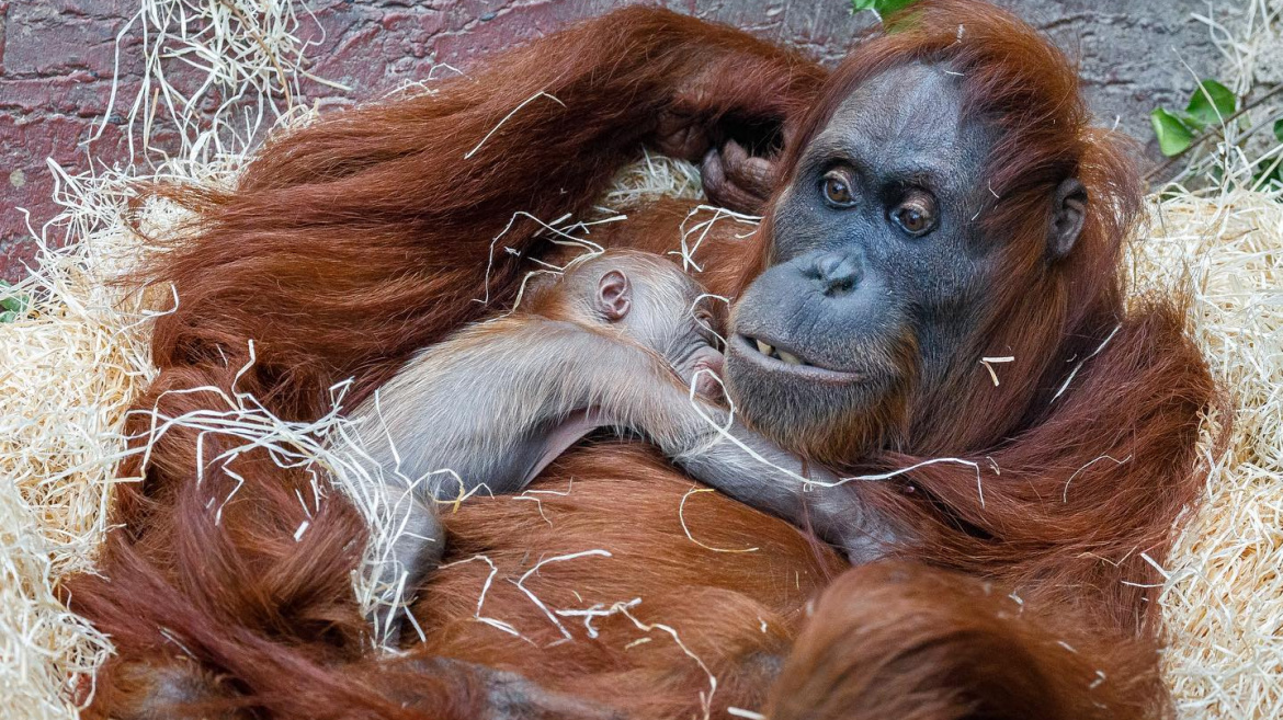 Dárek pod stromeček: Orangutaní miminko je kluk