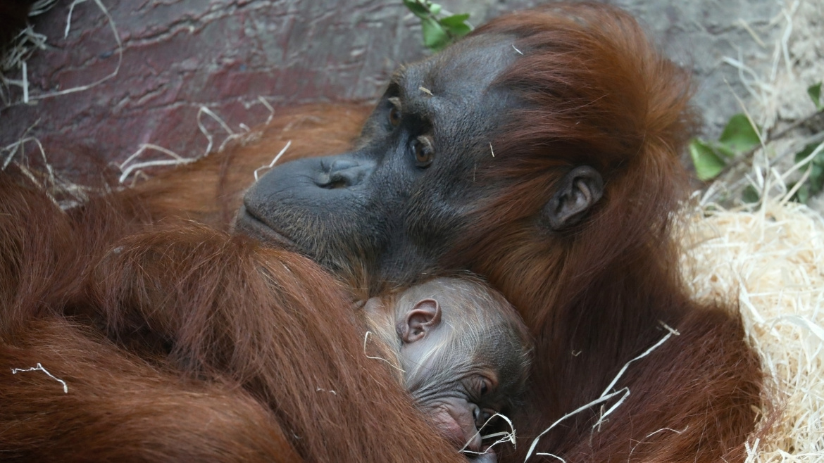 Toho si zamiluje každý! První video nové celebrity Zoo Praha