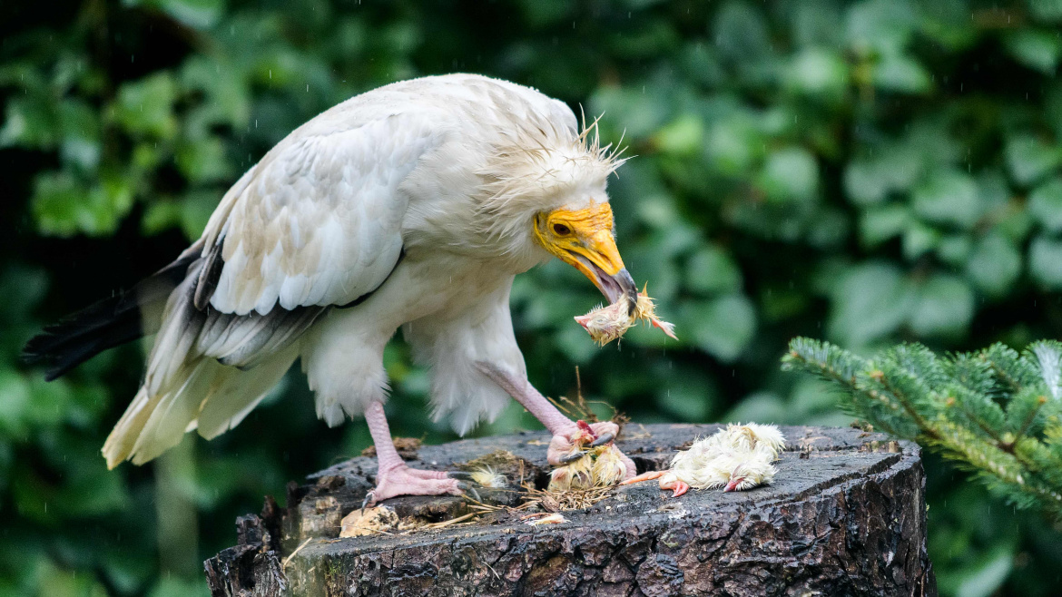 Podpořte zvířata v Zoo Praha. Kupte jim stravenku!