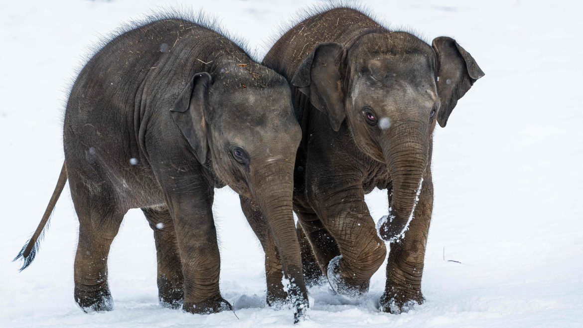 Sloní princezny ze Zoo Praha pilně trénují sloní abecedu. Co už všechno umí?