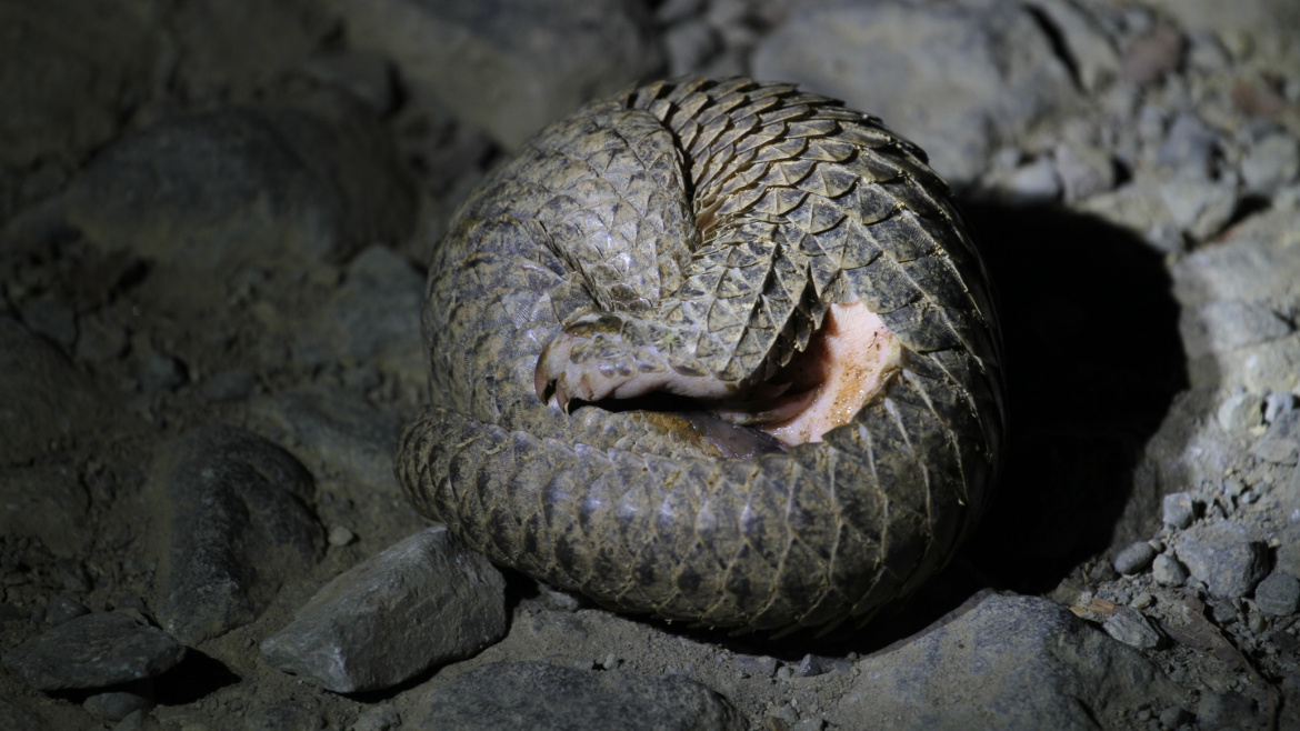 Tato zvířata jsou nejpašovanější tvorové na světě. Zoo Praha je bere pod ochranu