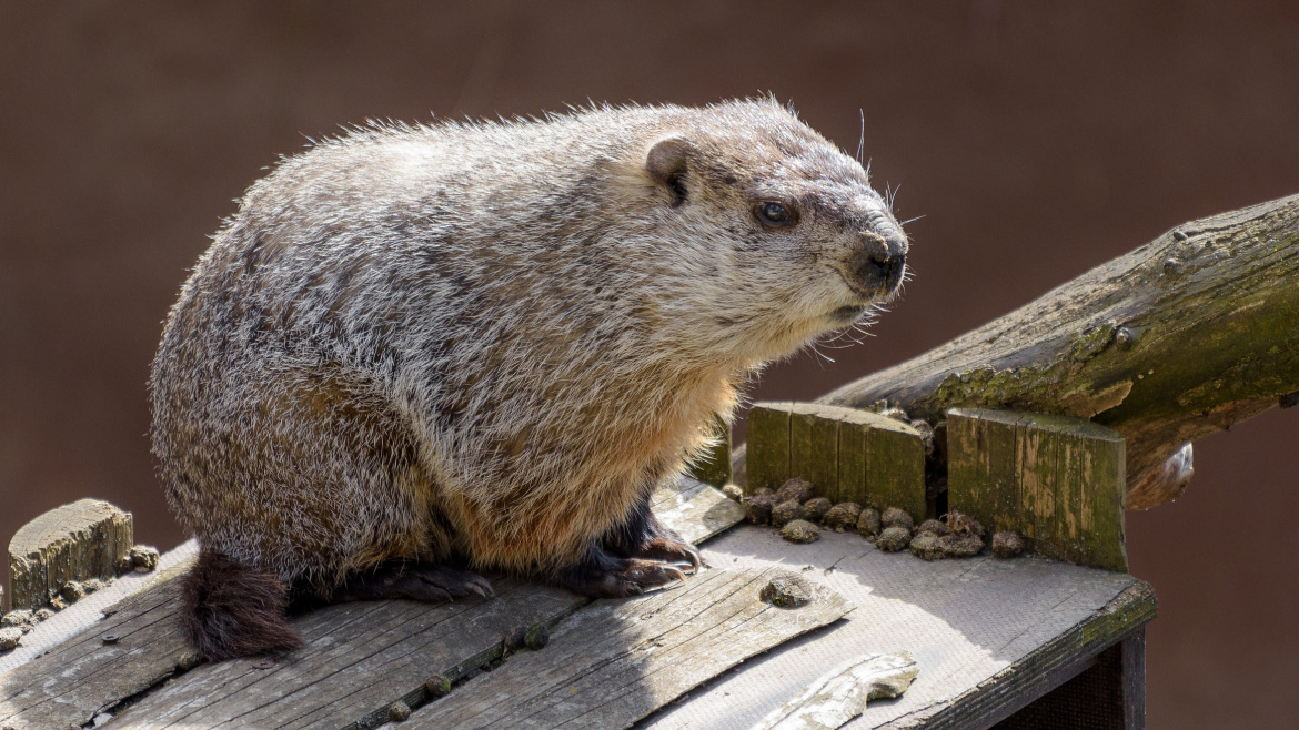 Jaro předpověděl svišť v pražské zoo. Oproti slavnému svišti Philovi si letos dával na čas