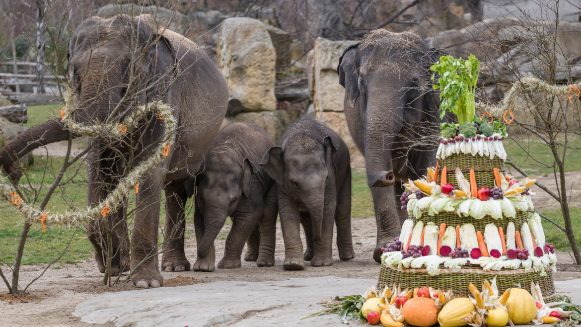 Sloní princezna Lakuna oslavila první narozeniny. Čekal jí třímetrový dort