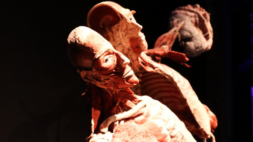 Svaly, kosti, mozek, srdce! Jak funguje lidské tělo, zjistíte na fantastické výstavě Body Worlds 