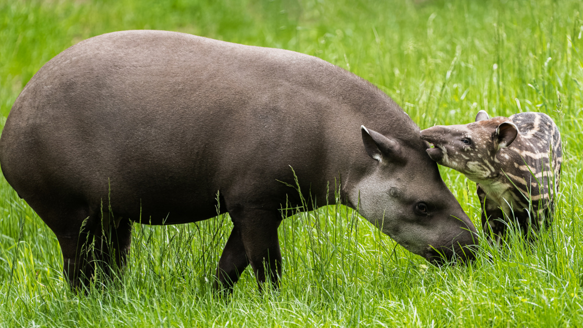 V Zoo Praha se křtilo. Prouhatá slečna dostala krásné jméno 