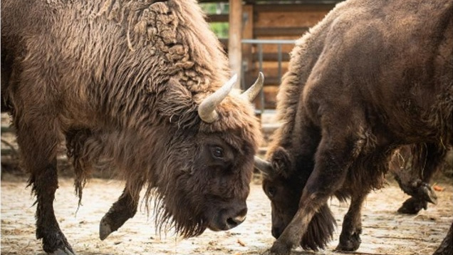 Ze Zoo Tábor utekli zubři. Může za to nezodpovědnost sousedů