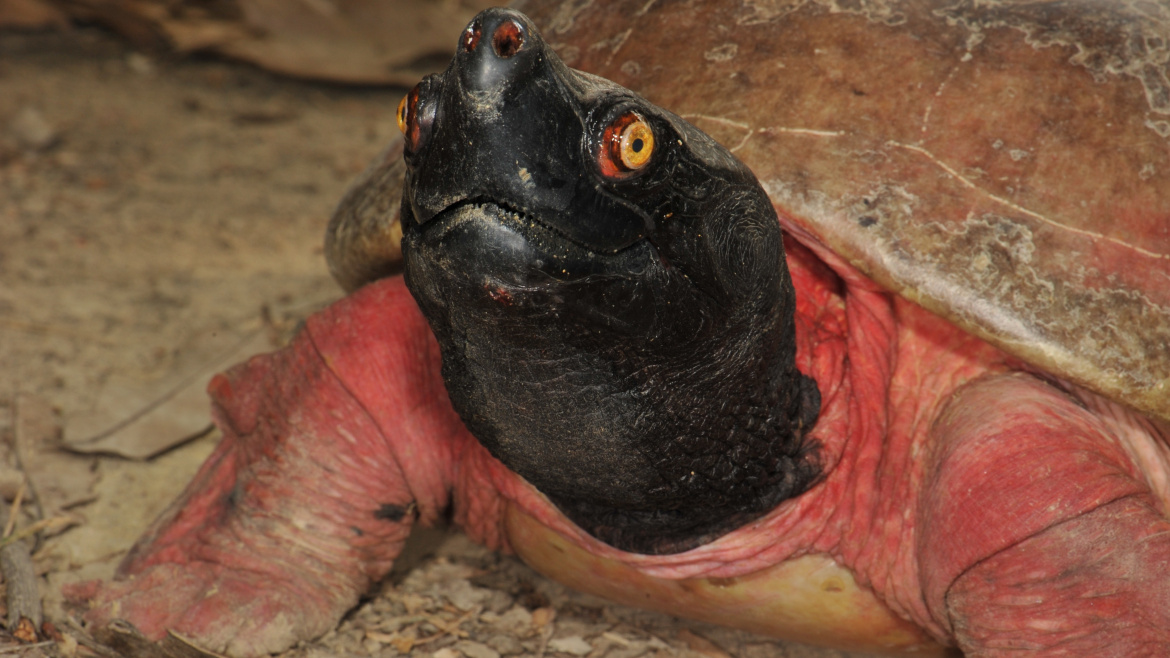 Jak vypadá zamilovaná želva? To zjistíte v pražské zoo