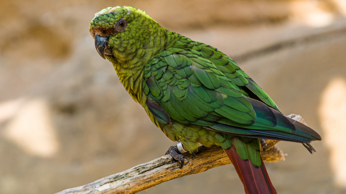 Tento zelený fešák je nový obyvatelem Zoo Praha. Jděte se na tu vzácnost podívat!