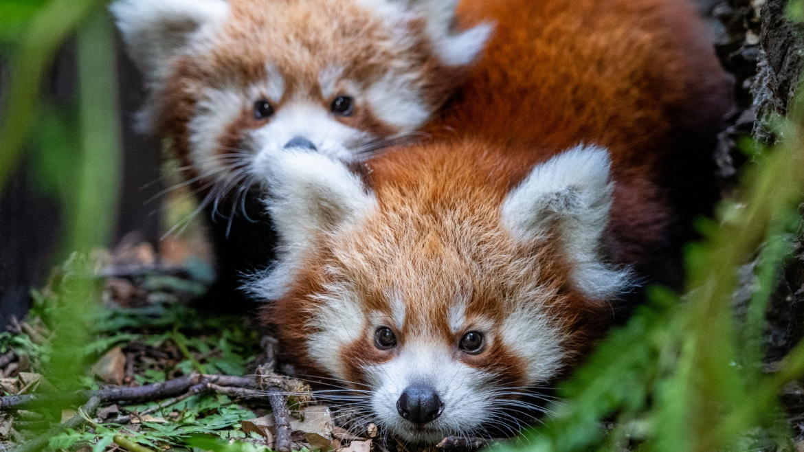Dva zvědavci! Dvojčata pandy červené zkoumají svůj venkovní výběh