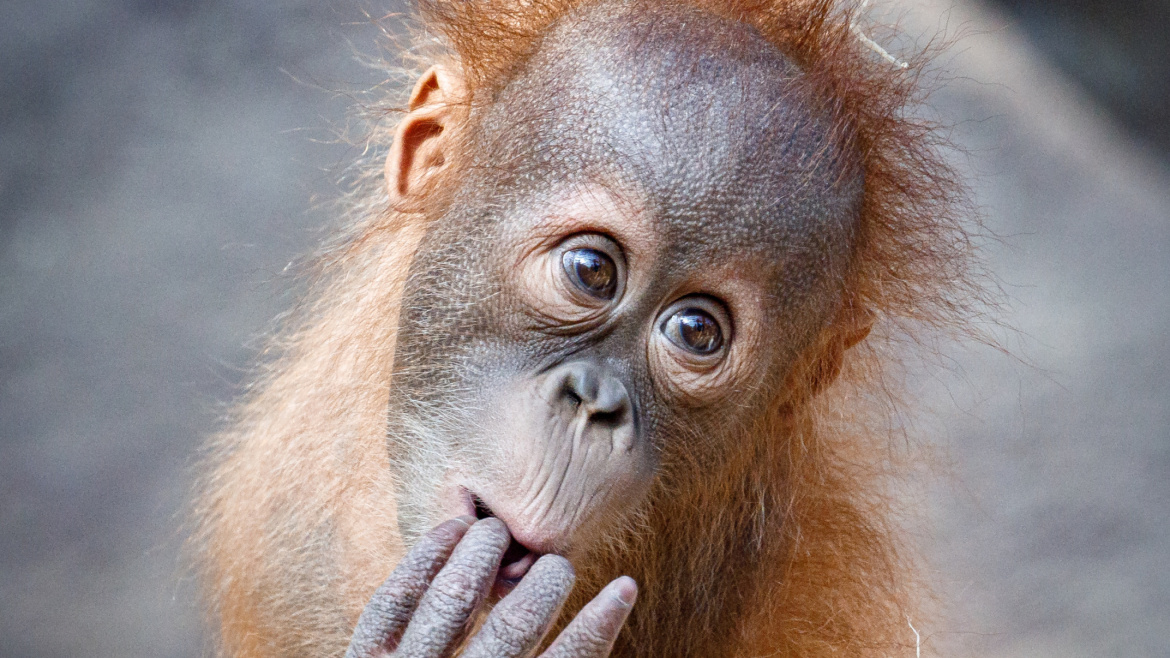 Nejroztomilejší obyvatel pražské zoo. Jestli ho chcete vidět, nezapomeňte si respirátor