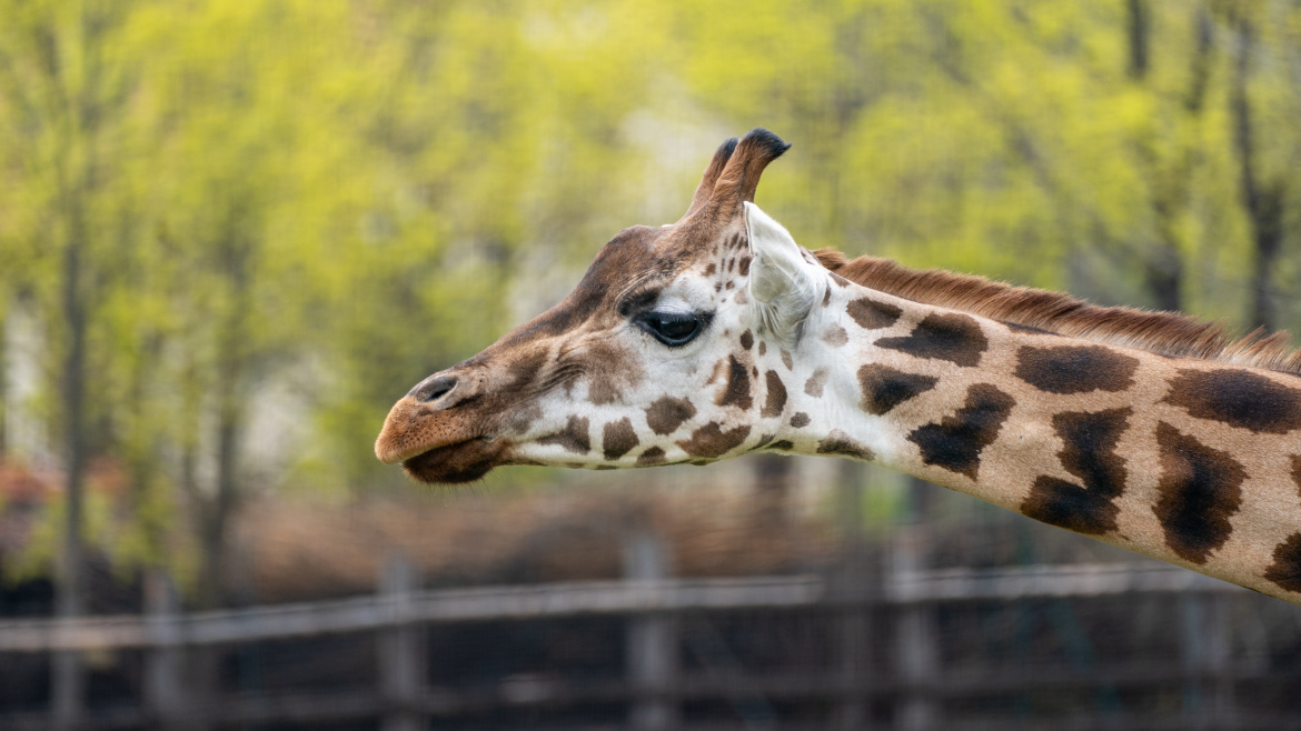 Africká savana je v Zoo Praha znovu obydlená