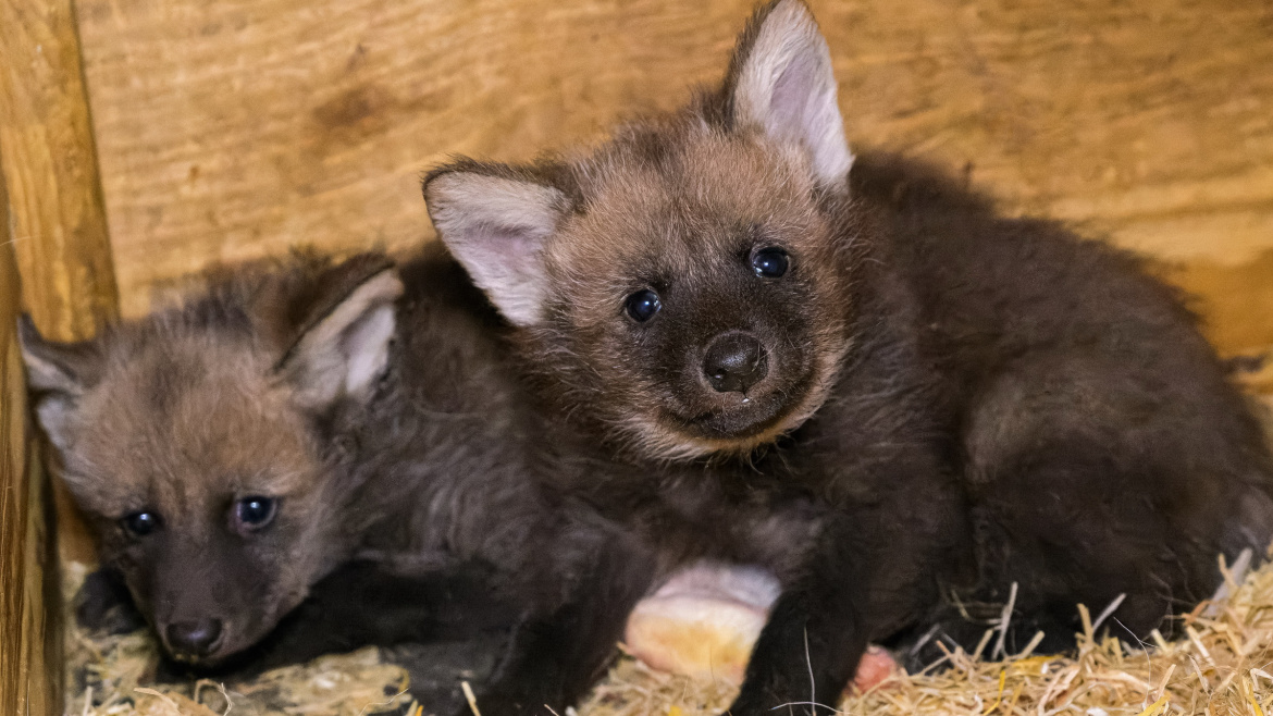 Velký úspěch pražské zoo! Po čtvrt století se jim narodily tyhle roztomilé kuličky