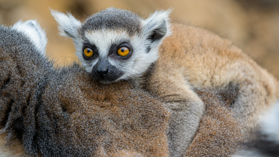 Mládě lemura v Zoo Praha objevuje svět. Stále se neví, jestli je to kluk nebo holka