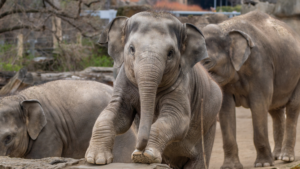 Malé slůně, pýcha pražské zoo, odešlo do sloního nebe. Ošetřovatelé jsou zdrceni