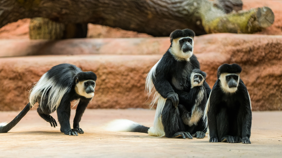 Nový pavilon v pražské zoo má první obyvatele. Pro gorily jsou to bezproblémoví sousedé