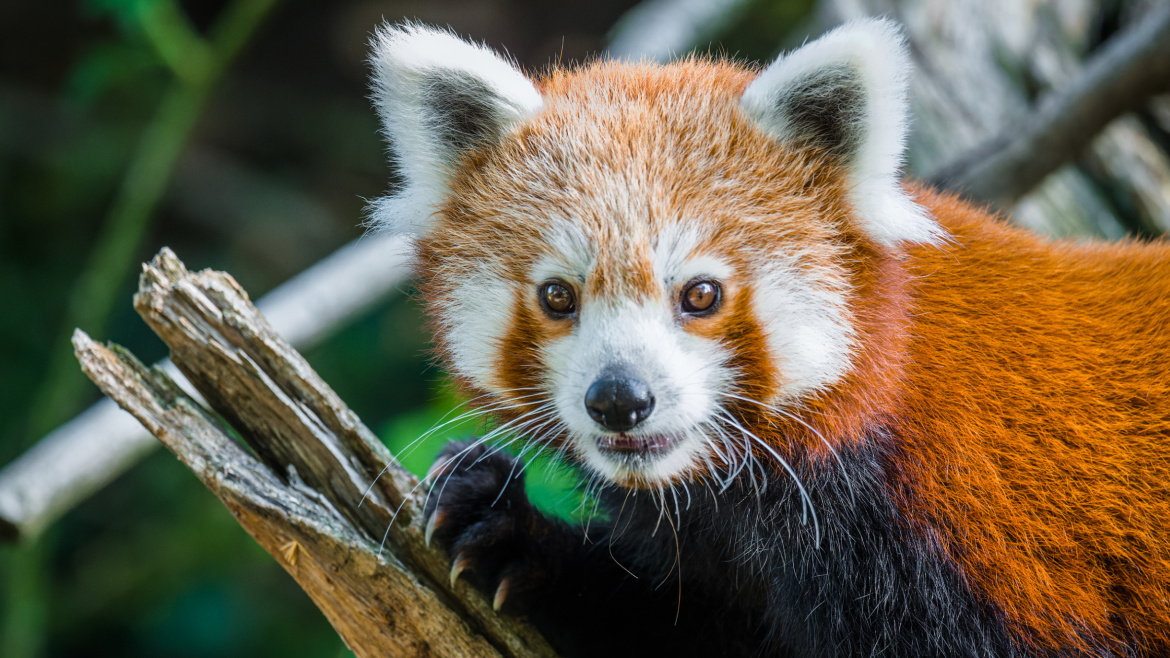 Láska kvete v  ZOO: Ostře sledované pandí námluvy