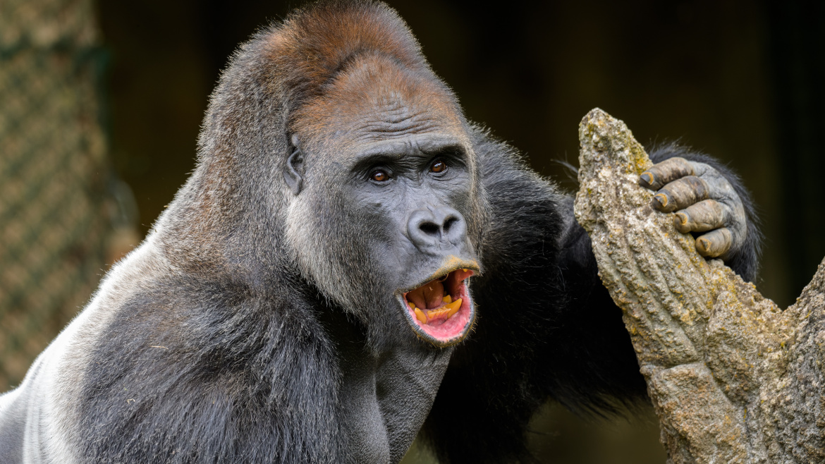 Gorilí rodina v pražské zoo má nového šéfa. Zatím je v karanténě