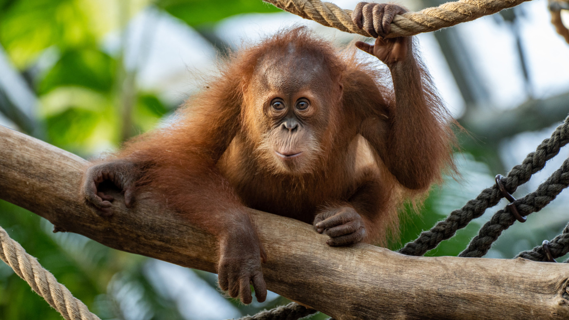 Miláček pražské zoo slaví narozeniny. Proč se mu říká „sametový Kawi“?