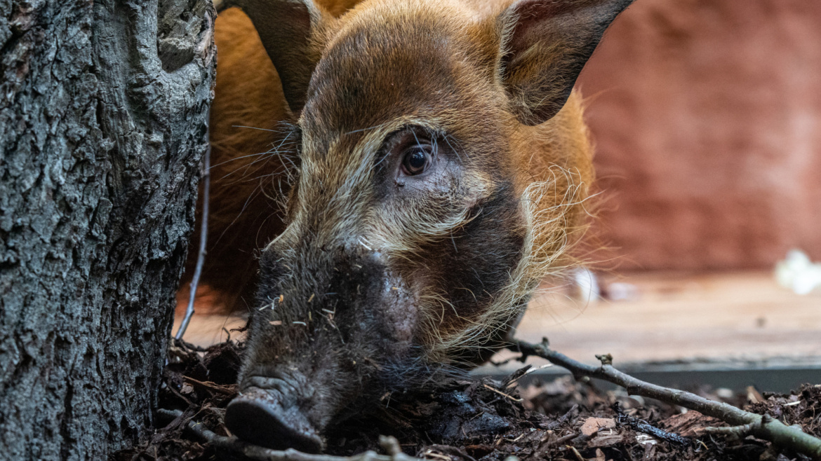 Tohoto sympaťáka můžete vidět v pražské zoo. A jsou dva!