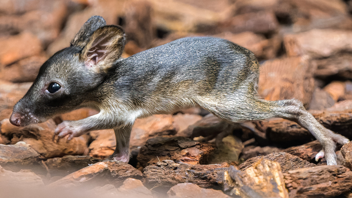 Největší chovatelské úspěchy Zoo Praha. Návštěvníci je často přehlížejí