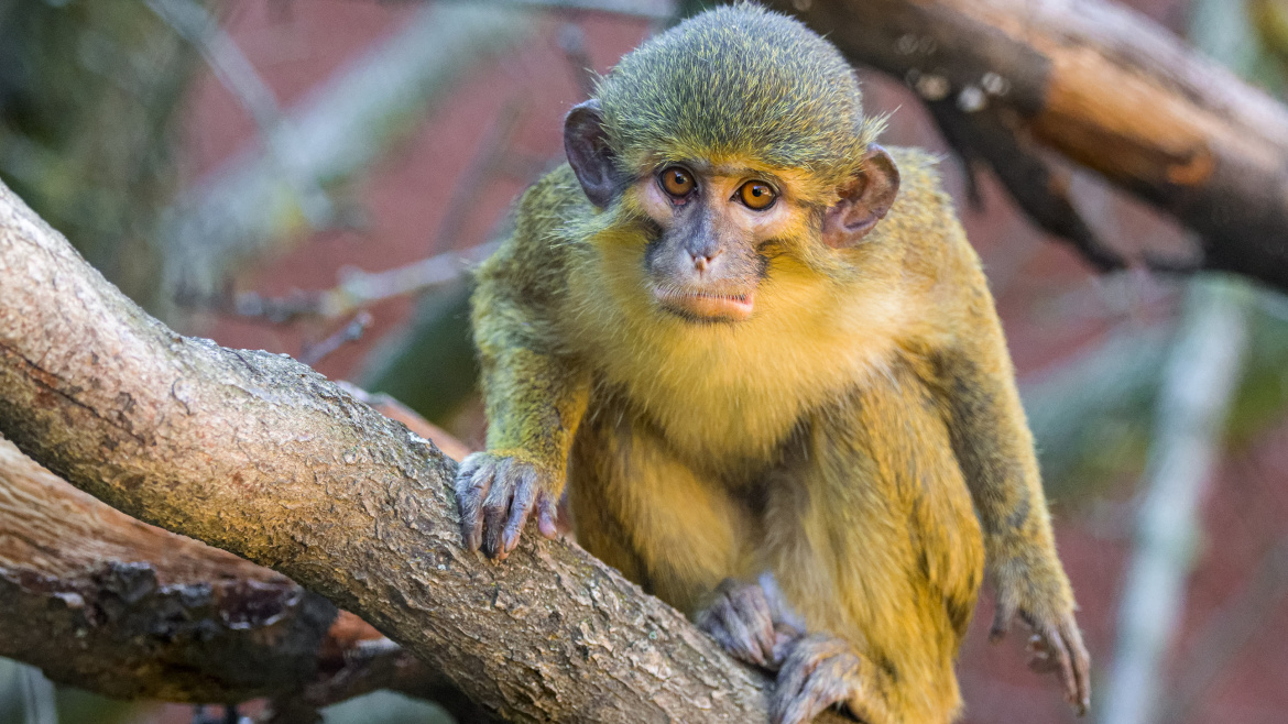 Jmenuji se Šklíba, chcete mě? Zvířecí sirotky představuje Zoo Praha