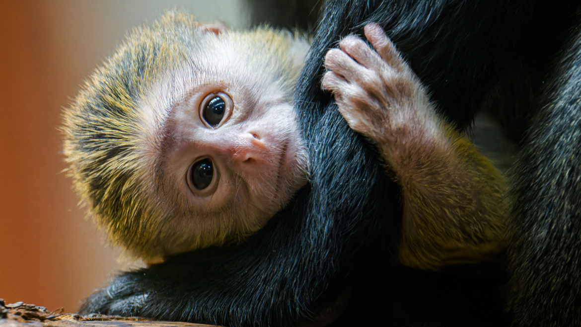 Nový miláček Zoo Praha. Rodina kočkodanů přivítala mládě