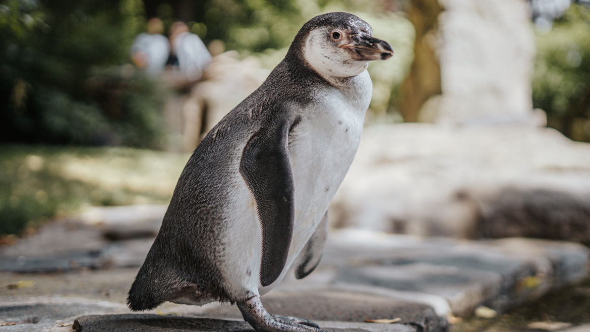 Roztomilé mládě tučňáka mělo namále. Život mu zachránili chovatelé