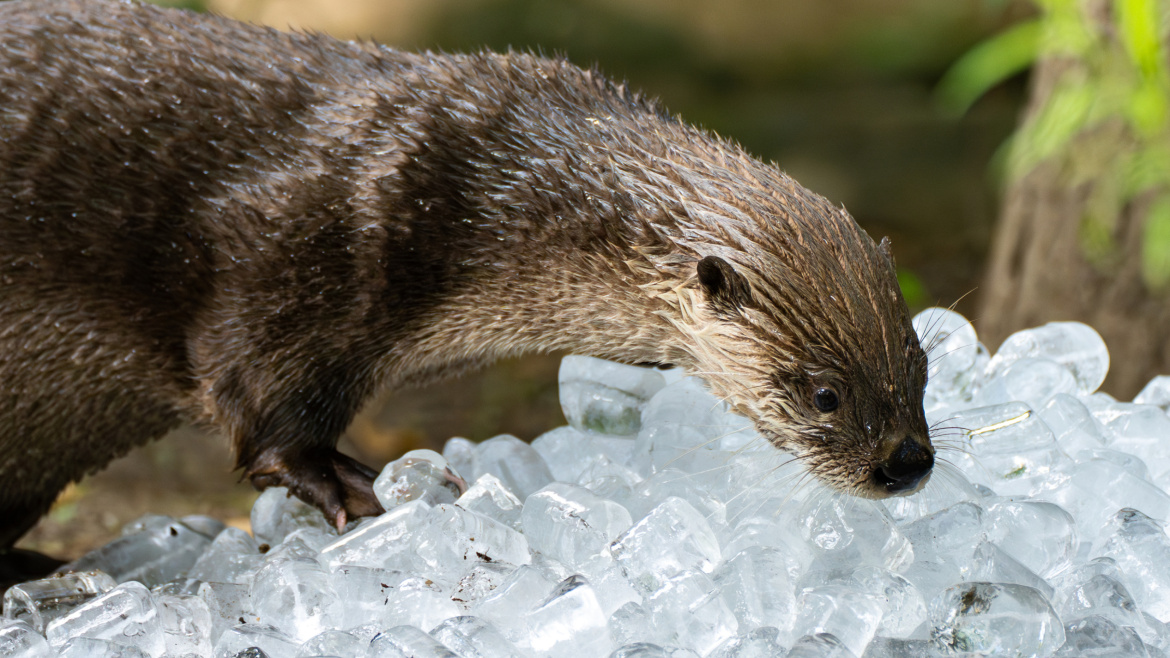 Šest tun ledových kostek ochladily zvířata i návštěvníky pražské zoo 