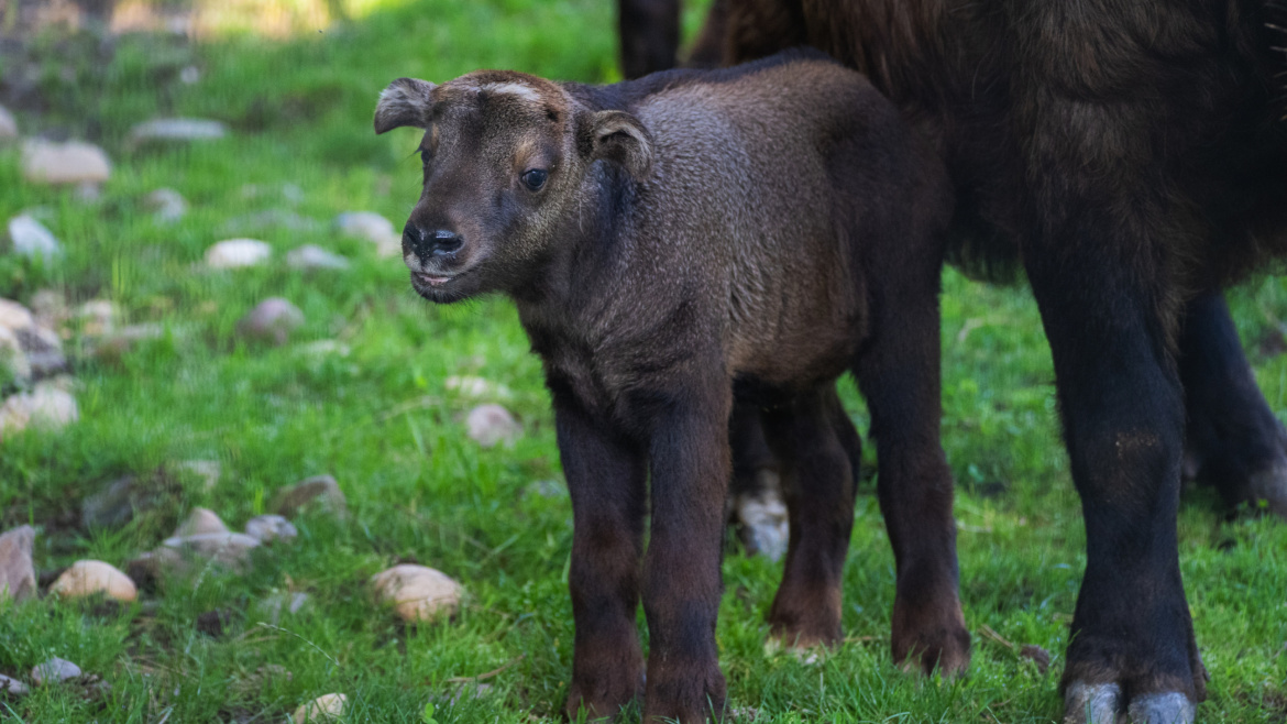 Malá kopýtka zaplnila pražskou zoo