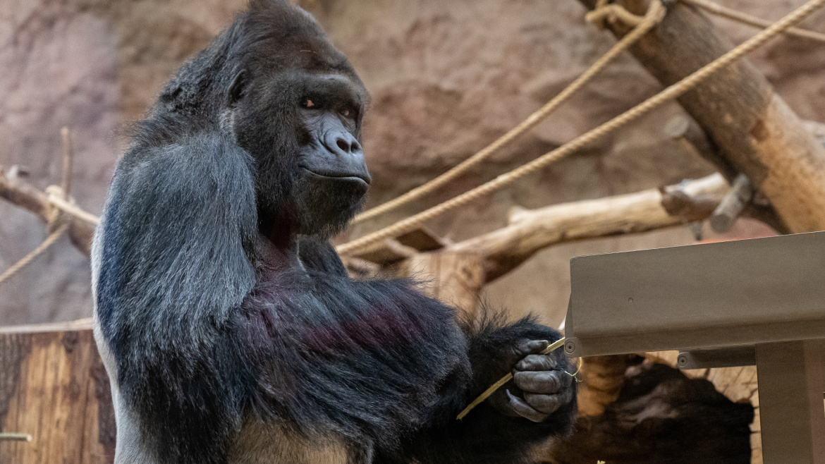 Úsměv od Richarda, hvězdy pražské zoo. Gorily oslaví dvojí svátek