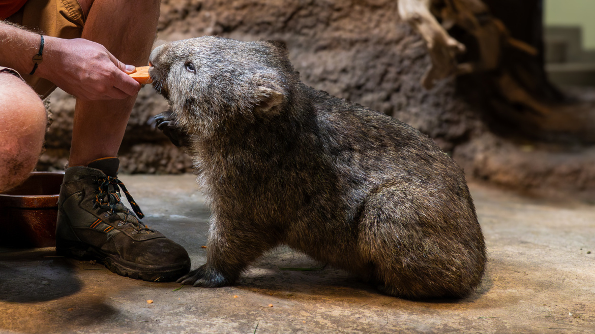 Krmení lvů, dýňové hody a další. To jsou podzimní kratochvíle v pražské zoo