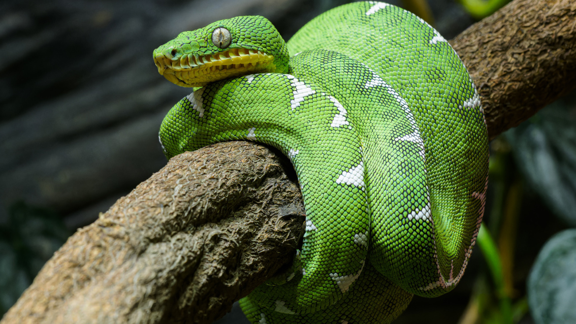 Milujete hady? Pražská zoo získala jedinečný páreček do své sbírky