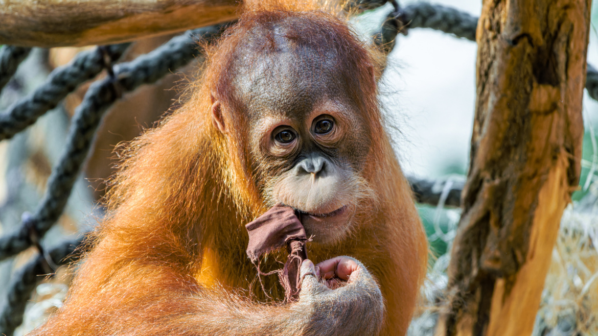 Orangutan Kawi má narozeniny! Chcete mu také popřát? Máte jedinečnou možnost!