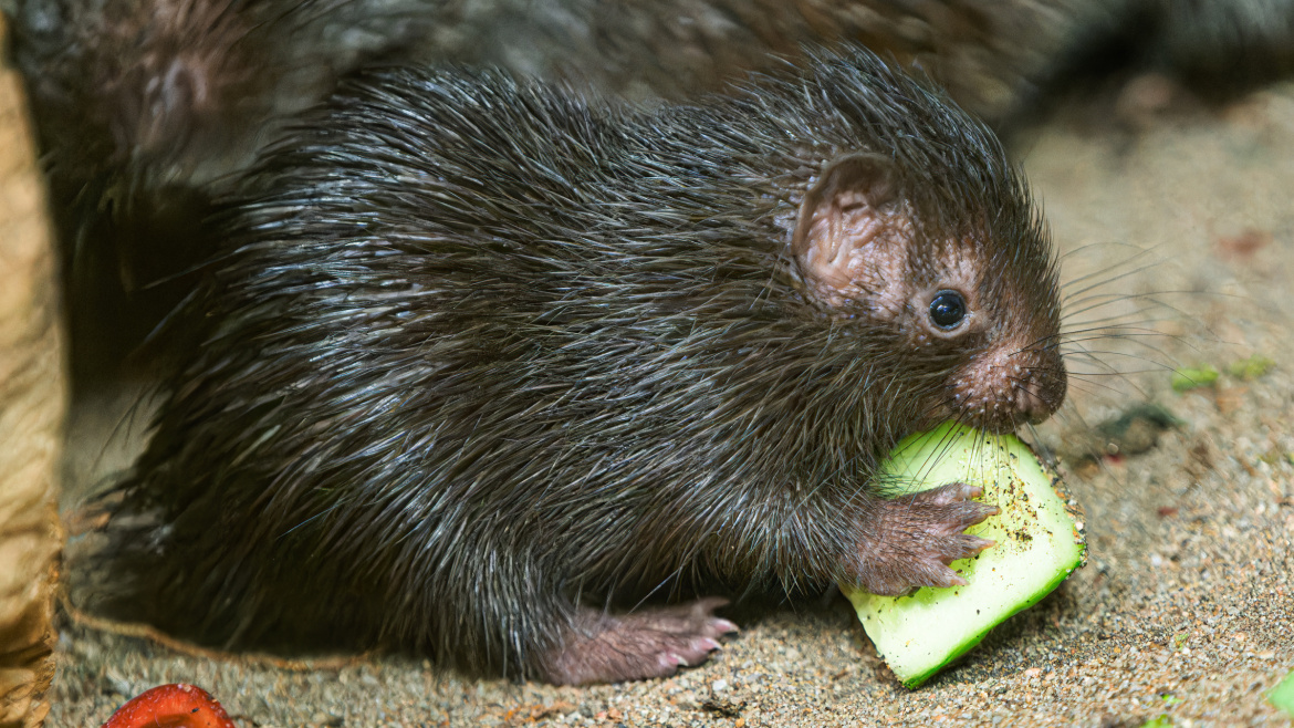 Tahle kulička je vzácným přírůstkem pražské zoo! V Evropě jde o raritu! 