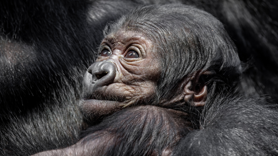 Pražská zoo konečně prozradila pohlaví malé gorilky! Jméno vyberete vy!
