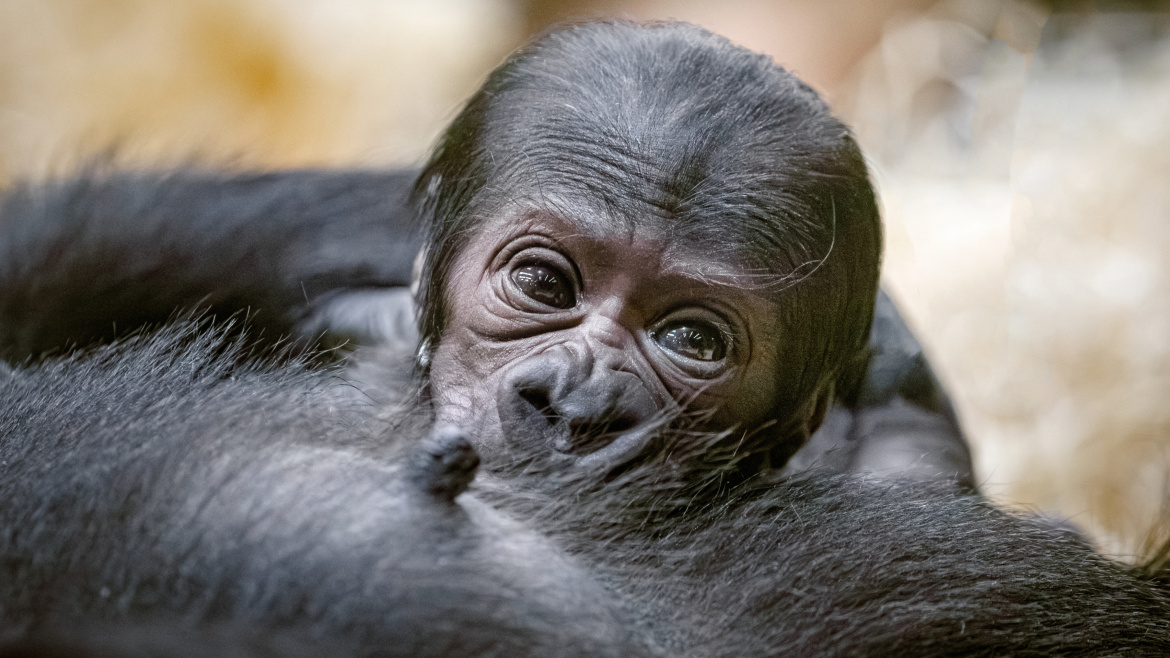 Gorilí mládě prospívá. Duni se projevuje jako skvělá matka 