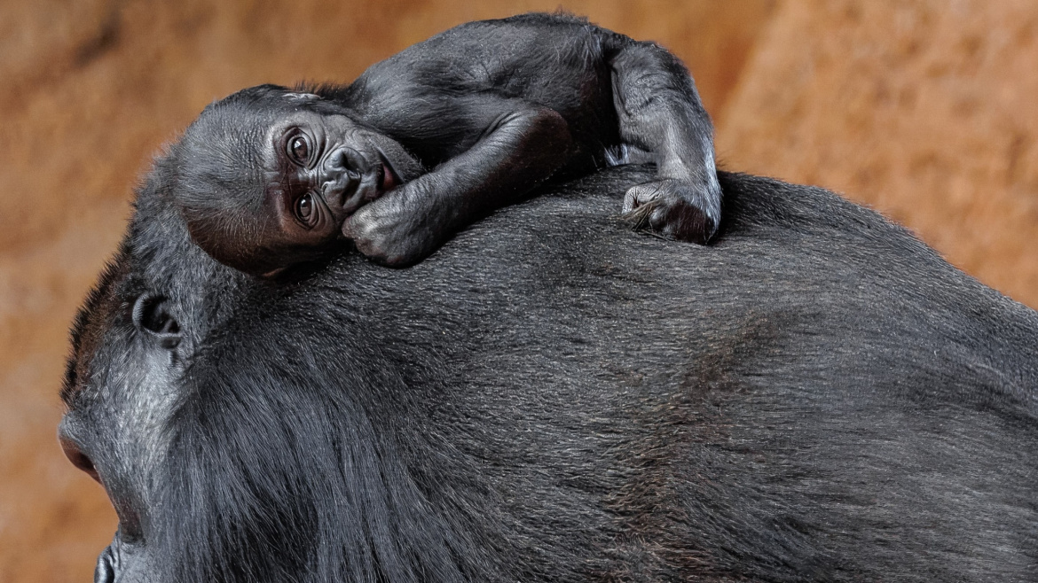 Nový miláček pražské zoo má jméno. Malá gorilka je pravnučkou oblíbeného Richarda