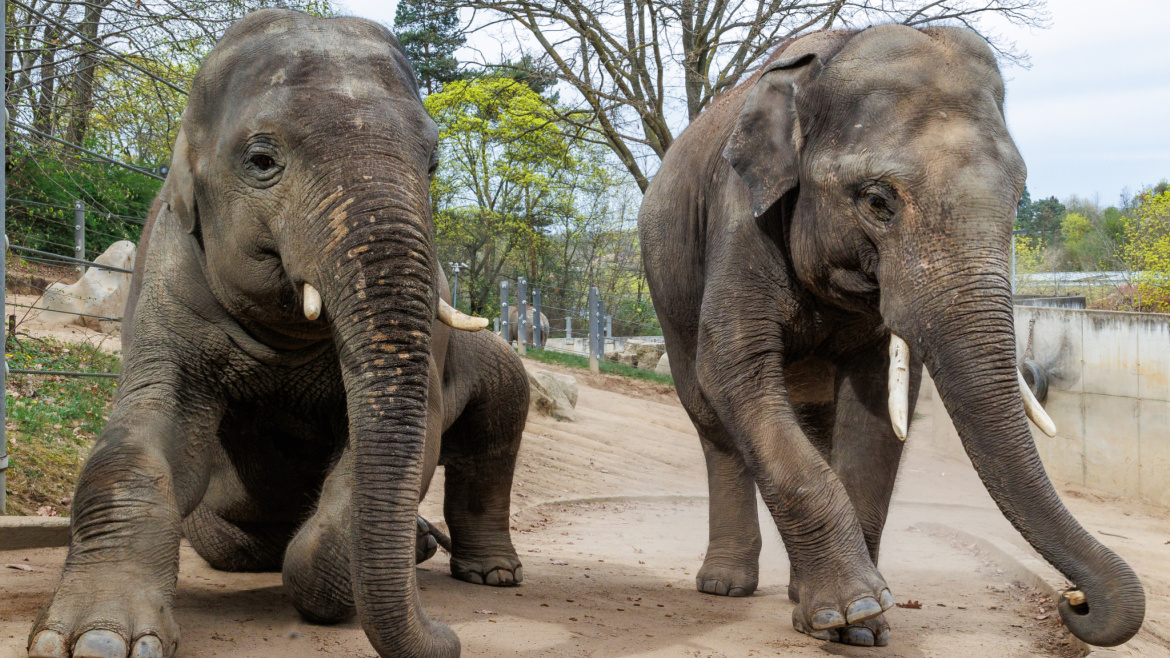 Sloní bratři Max a Rudi míří do světa. Rozloučí se s pražskou zoo