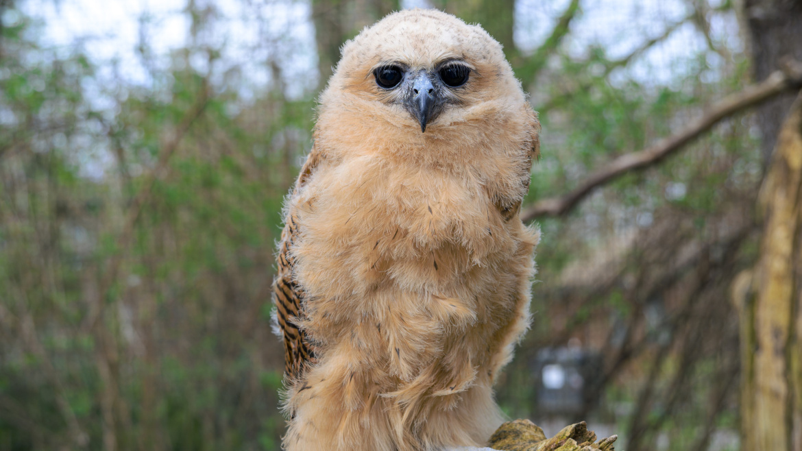 První zoo na světě. Zoo Praha rozmnožila vzácnou sovu