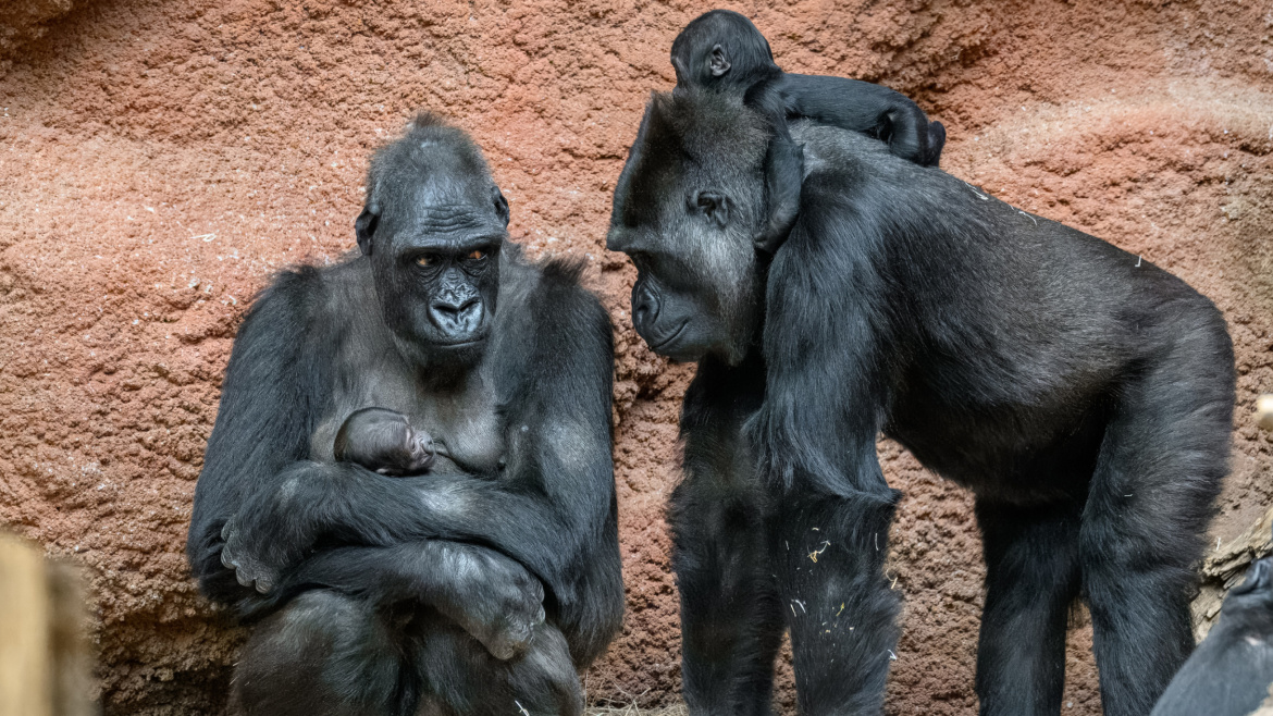 Mateřská školka v pražské zoo. Mobi se zvedá na nohy a o nové mládě pečuje chůva