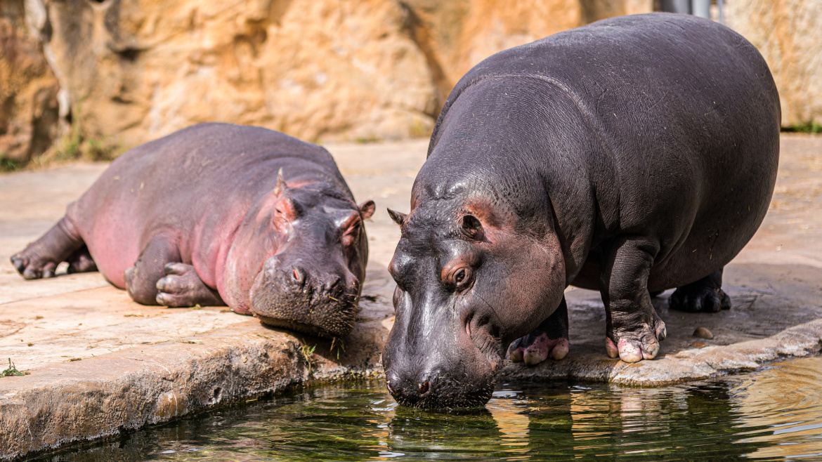 Májová Zoo Praha. Díky hezkému počasí už prodlužuje otevírací dobu