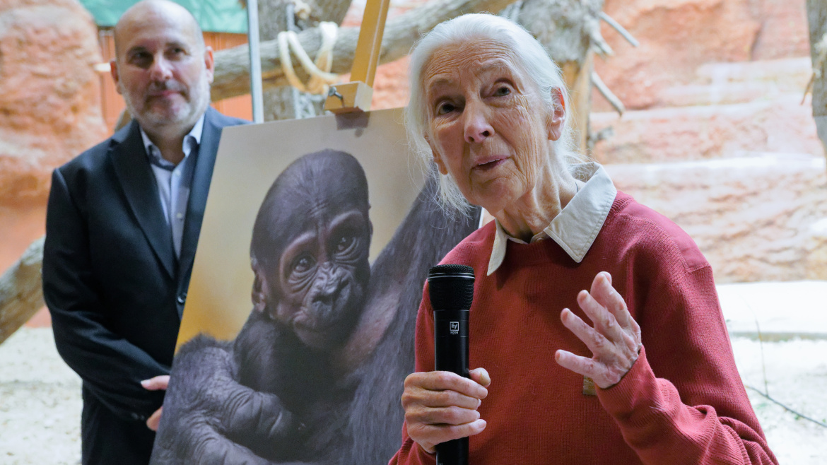 Malá gorilka v Zoo Praha má jméno. Pokřtila ji světová primatoložka