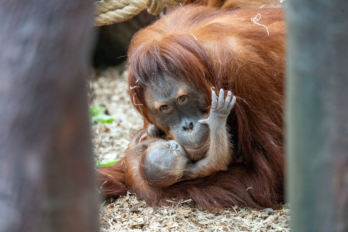 Babyboom v pražské zoo. Narodil se malý orangutanek