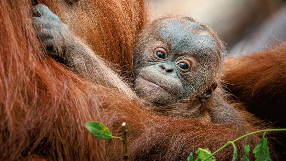 Mládě orangutana je kluk. Teď se mu hledá jméno