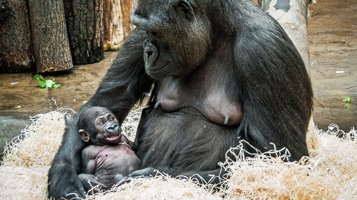 Slavná gorila Moja slaví dvacetiny. Zoo Praha má pro ni dárek