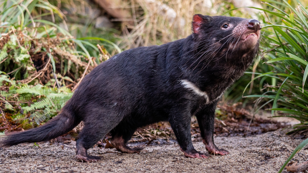 Nové přírůstky v Zoo Praha. Čtyři tasmánští čerti obydleli Darwinův kráter