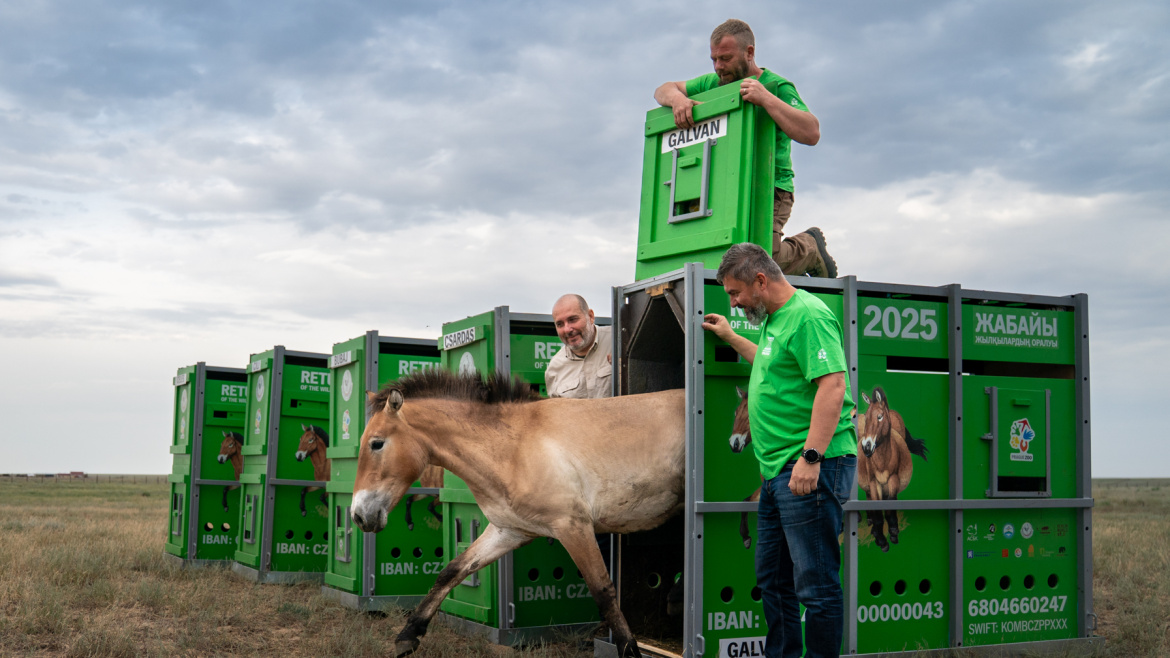  Drama se šťastným koncem. Zoo Praha dovezla do Kazachstánu dalších sedm koní Převalského