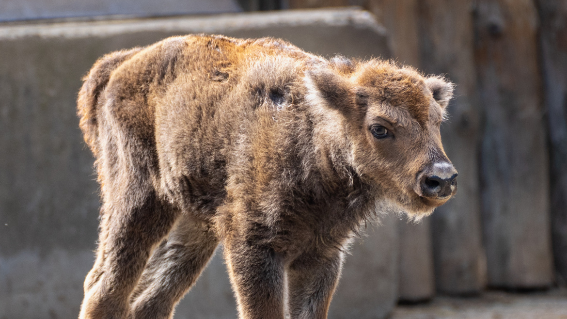 Dramatický porod zubřátka v pražské zoo. Ošetřovatelé tahali mládě z bahna